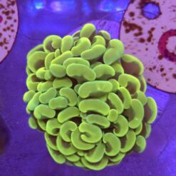 Euphyllia Paraancora Gold WYSIWYG #39