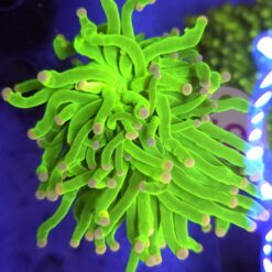 Euphyllia Glabrescens Toxic 2 głowy WYSIWYG #59