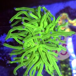 Euphyllia Glabrescens Toxic 2 głowy WYSIWYG #45