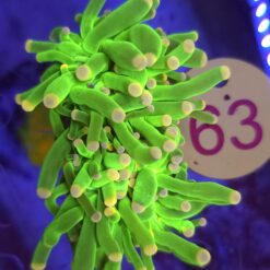 Euphyllia Glabrescens Toxic 2 głowy WYSIWYG #63