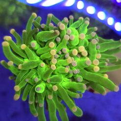 Euphyllia Glabrescens Toxic 2 głowy WYSIWYG #7