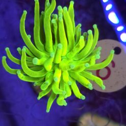Euphyllia Glabrescens Fake Banana WYSIWYG #6