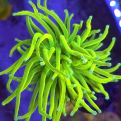 Euphyllia Glabrescens Fake Banana WYSIWYG #46