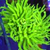 Euphyllia Glabrescens Fake Banana 2 głowy WYSIWYG #75