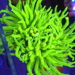 Euphyllia Glabrescens Fake Banana 2 głowy WYSIWYG #75
