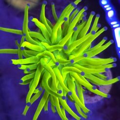 Euphyllia Glabrescens OG Holy Grail – WYSIWYG #55
