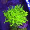 Euphyllia Glabrescens OG Holy Grail – WYSIWYG #43