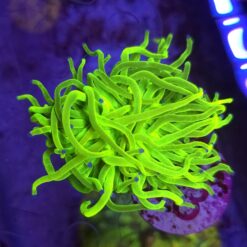 Euphyllia Glabrescens OG Holy Grail – WYSIWYG #43