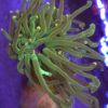 Euphyllia Glabrescens Toxic WYSIWYG #30