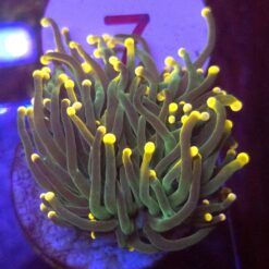 Euphyllia Glabrescens Green orange tips WYSIWYG #7