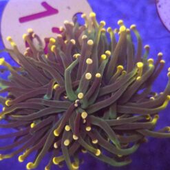 Euphyllia Glabrescens Green orange tips 2 głowy WYSIWYG #13