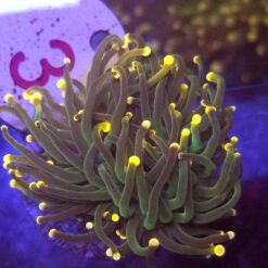Euphyllia Glabrescens Green orange tips WYSIWYG #3