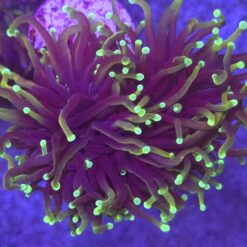 Euphyllia glabrescens Highlighter 2 głowy WYSIWYG #9
