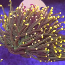 Euphyllia Glabrescens Green orange tips 2 głowy WYSIWYG #34