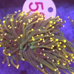 Euphyllia Glabrescens Green orange tips 2 głowy WYSIWYG #58