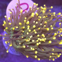 Euphyllia Glabrescens Green orange tips 2 głowy WYSIWYG #70
