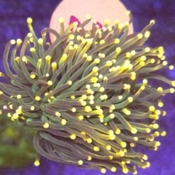 Euphyllia Glabrescens Green orange tips 3 głowy WYSIWYG #2
