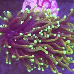 Euphyllia glabrescens Highlighter 2 głowy WYSIWYG #65