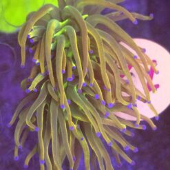 Euphyllia Euphyllia Glabrescens Rapunzel 2 głowy WYSIWYG #17