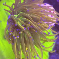 Euphyllia Euphyllia Glabrescens Rapunzel 2 głowy WYSIWYG #100