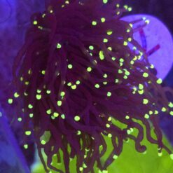 Euphyllia Glabrescens Black Torch Yellow tips 2 głowy WYSIWYG #79