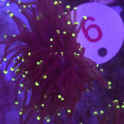 Euphyllia Glabrescens Black Torch Yellow tips 2 głowy WYSIWYG #9