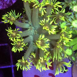 Goniopora Green yellow tips WYSIWYG #72