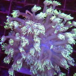 Goniopora Rainbow Blue WYSIWYG #42