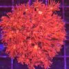 Goniopora Red long tips WYSIWYG #99