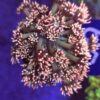 Goniopora Pink fluo center WYSIWYG #65