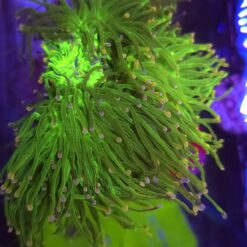 Euphyllia Glabrescens green with pink tips - KOLONIA WYSIWYG (5 głów)