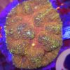 Lobophyllia Rainbow WYSIWYG #95