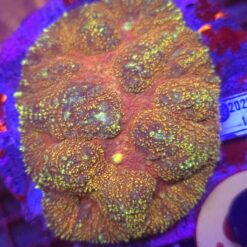 Lobophyllia Rainbow WYSIWYG #95