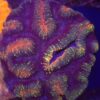 Lobophyllia Rainbow Xl WYSIWYG #99
