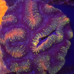 Lobophyllia Rainbow Xl WYSIWYG #99