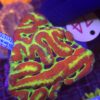 Lobophyllia Mastergrade Ultra WYSIWYG #92