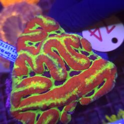 Lobophyllia Mastergrade Ultra WYSIWYG #92
