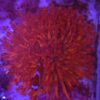 Goniopora Red with blue tips XXL Kolonia WYSIWYG